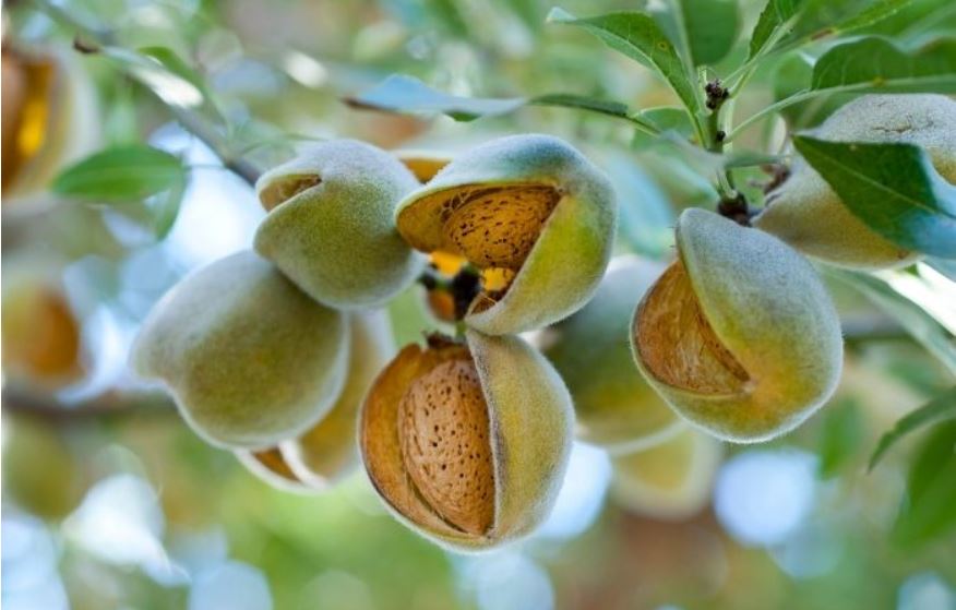 Hạt hạnh nhân là gì?