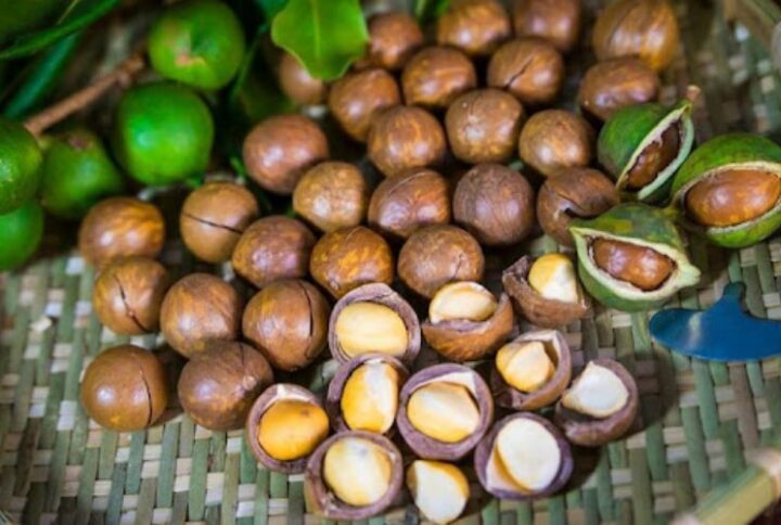 Hạt macca có tác dụng gì